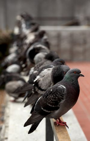 Row of Pigeons San Francisco